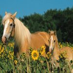 Caballo-feliz-rompecabezas-200-piezas-Ravensburger