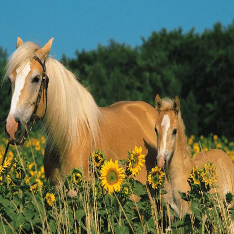 Caballo-feliz-rompecabezas-200-piezas-Ravensburger