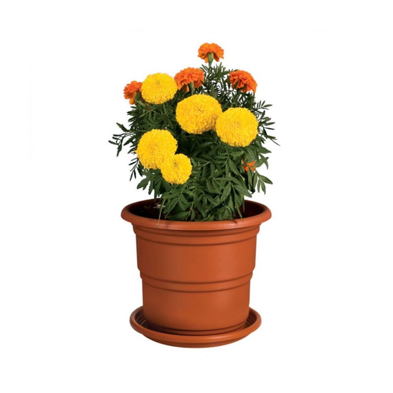 Maceta-Roble--2-c-base-Reyplast-1-7861