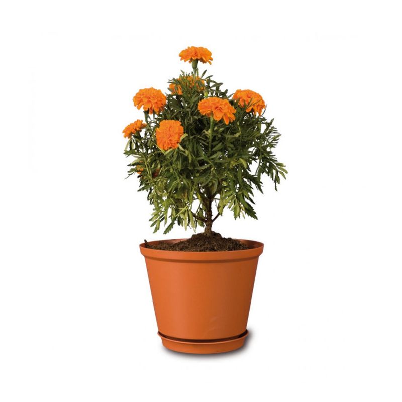 Maceta-Tulipan--23-c-base-Reyplast-1-7862