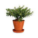 Maceta-Rocio--14-c-base-Reyplast-1-7866