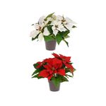 Flores-de-Navidad-en-Maceta-25-cm-3-10802