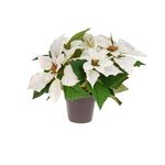 Flores-de-Navidad-en-Maceta-25-cm-1-10802