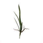 Hoja-de-orquidea-con-raiz-1-16065