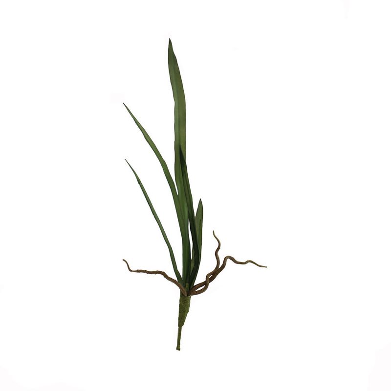 Hoja-de-orquidea-con-raiz-1-16065