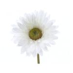 Flor-gerbera-en-tallo-color-blanco--Flor-gerbera-en-tallo-color-blanco-1-17086