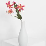 Flor-gloriosa-en-tallo-rosada--Flor-gloriosa-en-tallo-rosada-2-17103