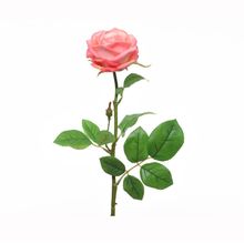 Rosa en tallo coral rosada 66 Cm