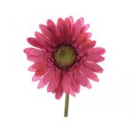 Flor-gerbara-en-tallo-color-futsia-50-Cm--Flor-gerbara-en-tallo-color-futsia-50-Cm-1-17102
