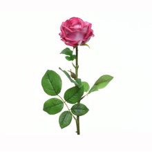 Rosa en tallo color fucsia 66 Cm