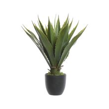 Planta en maceta 40x55cm