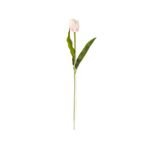 Tulipan-blanco-1-29560