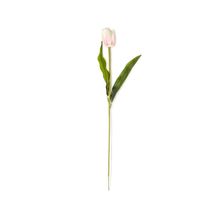 Tulipan blanco