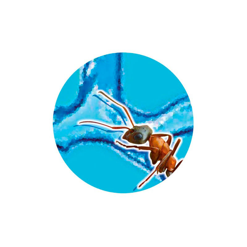 Mini-mundo-de-hormigas-4-30385
