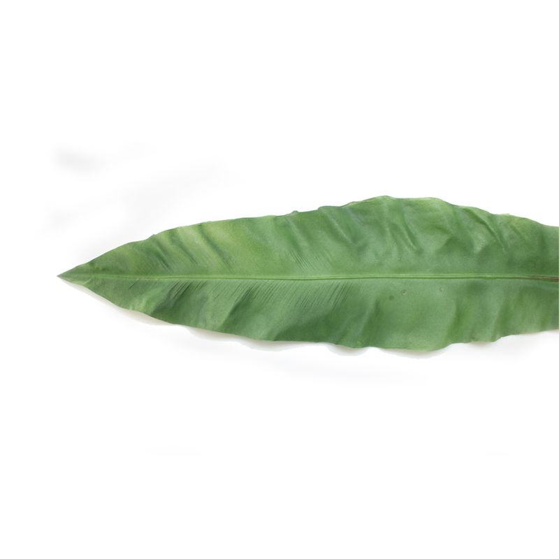 Hoja-Apista-2-30742