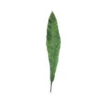 Hoja-Apista-1-30742