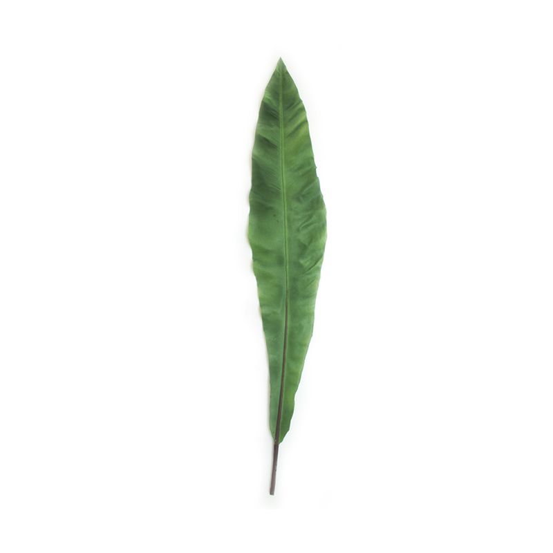 Hoja-Apista-1-30742