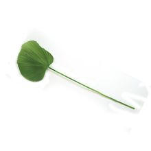 Hoja de palma SM
