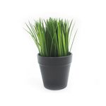 Hierba-en-pote-de-pl-stico-grande-1-30745