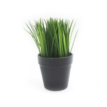 Hierba en pote de plástico grande