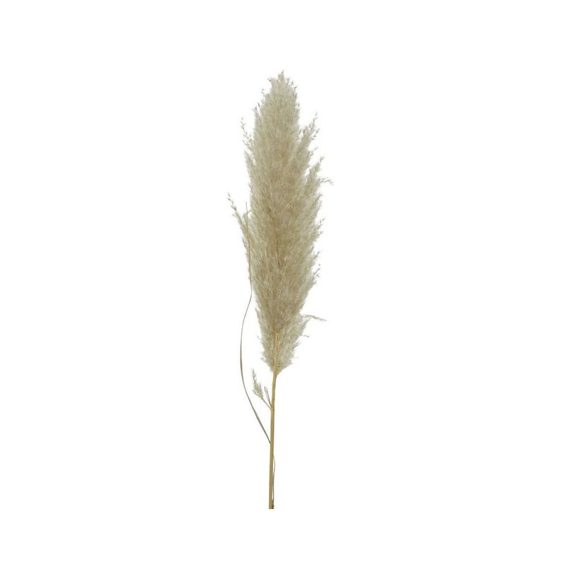 Flores-secas-decorativas-Caf-115-cm-1-31257