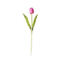Tulipán Rosado