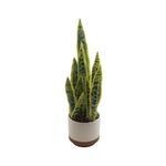 Sansevieria-trifasciata-en-maceta-blanca-1-32030