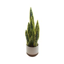 Sansevieria trifasciata en maceta blanca