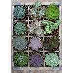 Plantas-verdes-300-piezas-Ravensburger-2-33891