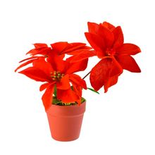 Maceta flor de pascua 19cm