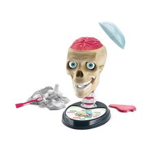 Anatomía fuera de la cabeza
