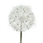 Diente-de-Le-n-Artificial-50cm-Blanco-1-39982