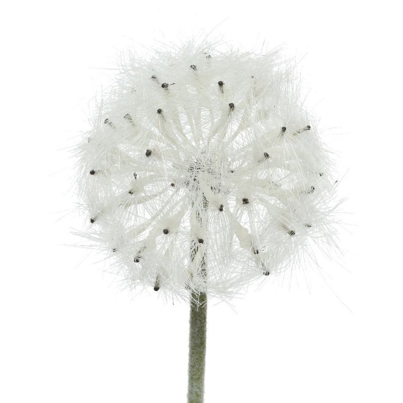 Diente-de-Le-n-Artificial-50cm-Blanco-1-39982