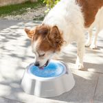 Plato-bebedero-refrescante-para-mascotas-6-40940