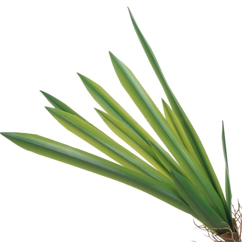 Hoja-Cymbidium-90cm-2-41466