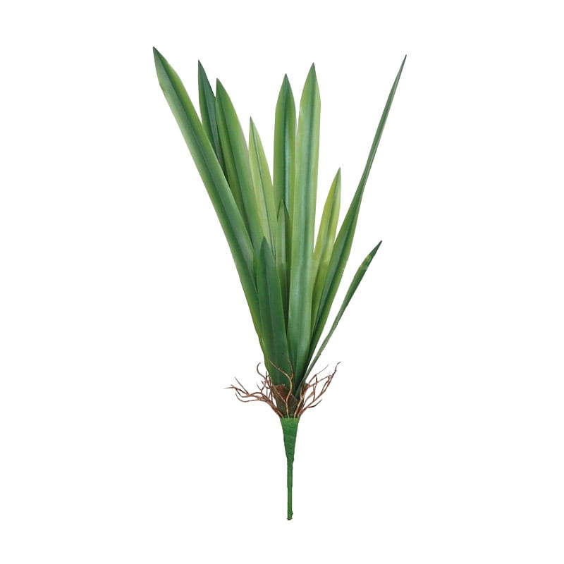 Hoja-Cymbidium-90cm-1-41466