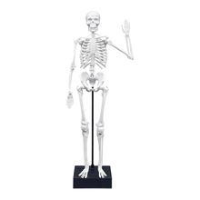 Buki Experimento con Esqueleto 45cm