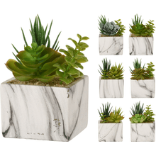 Planta Suculenta En Maceta Cuadrada Surt X6