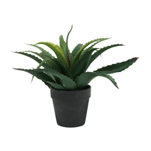 Planta Aloe En Maceta 25Cm Surt X2