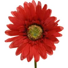 Flor Gerbera En Tallo 50Cm Roja