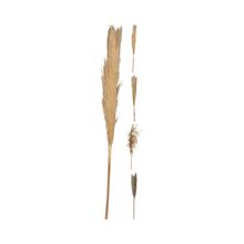 Pampa grass decorativa 100cm surtx4