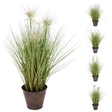 Planta Hierba En Maceta Cafe 60Cm Surt X4