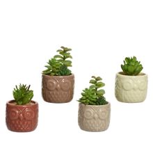 Suculenta Artificial En Maceta Buho 12Cm Surt X4