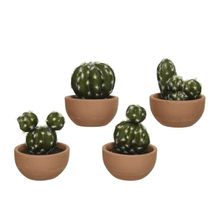 Cactus En Maceta Surtx4