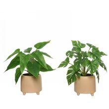 Planat En Maceta Beige Surtx2 28Cm