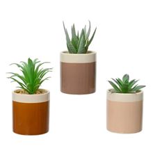 Suculentas decorativas en maceta neutral 12cm surtx3