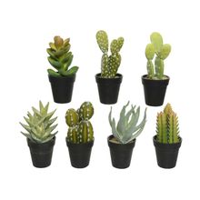 Cactus En Macetas Pequeno 18Cm.