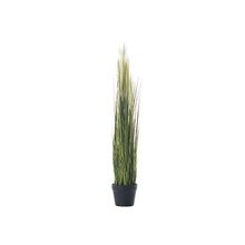 Planta Pampas Grass En Maceta 100 Cm