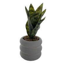 Planta sansiveria con maceta de cemento 27cm