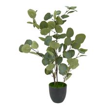 Planta C/Pote 60X40X60Cm